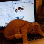 需要变成一只猫