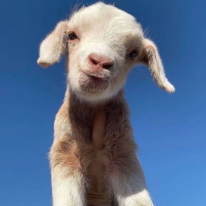 第0期 开工首日聊聊2023出海还香吗