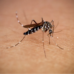 广东基孔肯雅热病毒解析：解读病毒、传播、症状与防蚊自保之道