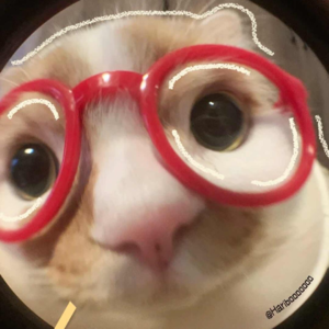 vol.08 妈妈酱，咪汪宣布正式接管这个世界啦！在中国宠物数量远超4岁以下儿童，小猫小狗到底做对了什么？