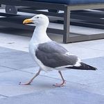 马口无言
