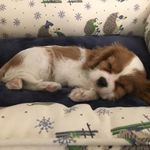 野生三脚羊偶偶