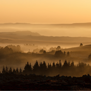 2025年5-8月｜Part 2 多树的地方
