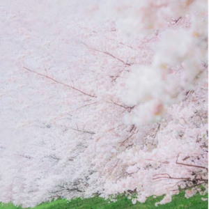 直木奖×本屋大赏双料得主 耗时10年呈现“视觉飨宴”,书店店员含泪推荐:“看完整个人暂时放空”,让人看见了一万个春天!