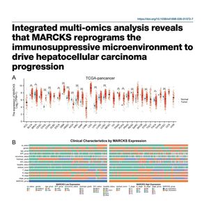 1261-MARCKS调控肝细胞癌免疫抑制微环境的研究