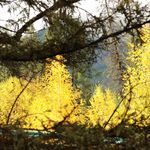 谁说我不喜欢吃烤地瓜的