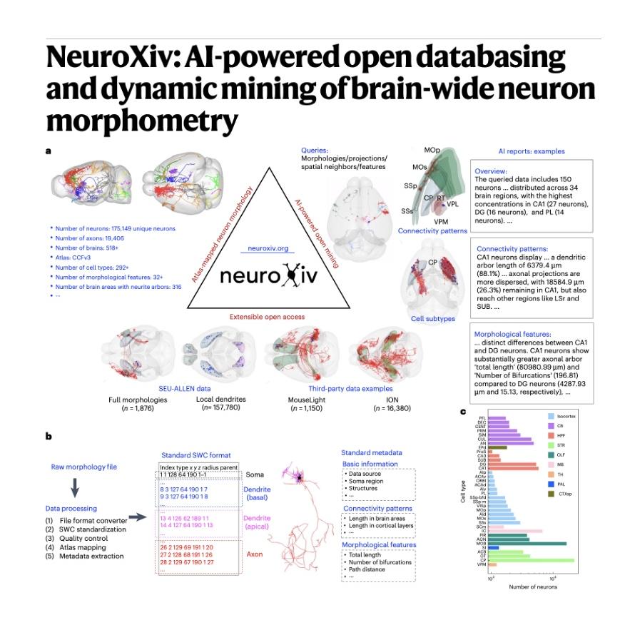 1038-NeuroXiv: AI-Powered Brain-Wide Neuron Morphometry episode artwork