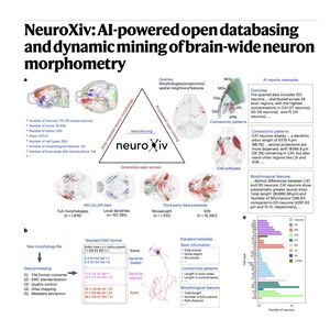 1038-NeuroXiv: AI-Powered Brain-Wide Neuron Morphometry