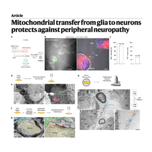 410-Mitochondrial Transfer from Glia to Neurons