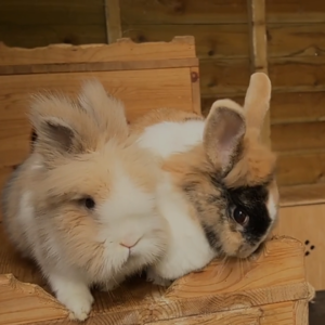 BBC Newsround｜兔子不是复活节的专属