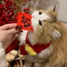 爱音乐的猫