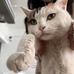 宫寒克死前妻姐