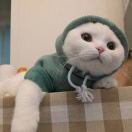 Yang_K8Dj