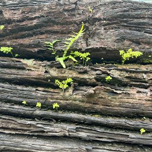 3.“不在爱里就在恐惧里”|爱而不得的情关怎么过？（梦的指引）