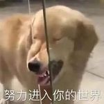 包纸殿下