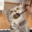 Vwsh