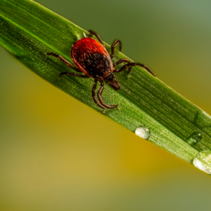 E024 蜱虫致死｜一场超级抗体的发现之旅