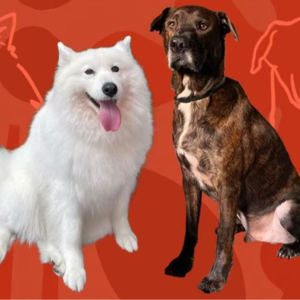 001| 养狗7年+，宠物包容了我们的内在小孩