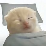 梨肥