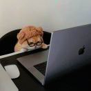 能力无限董事长