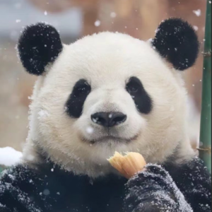 睡前故事十：萌兰—西直门三太子