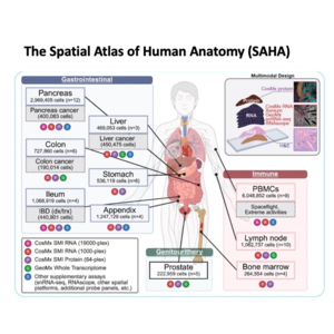 008-The Spatial Atlas of Human Anatomy (SAHA)