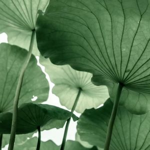 podcaster-avatar