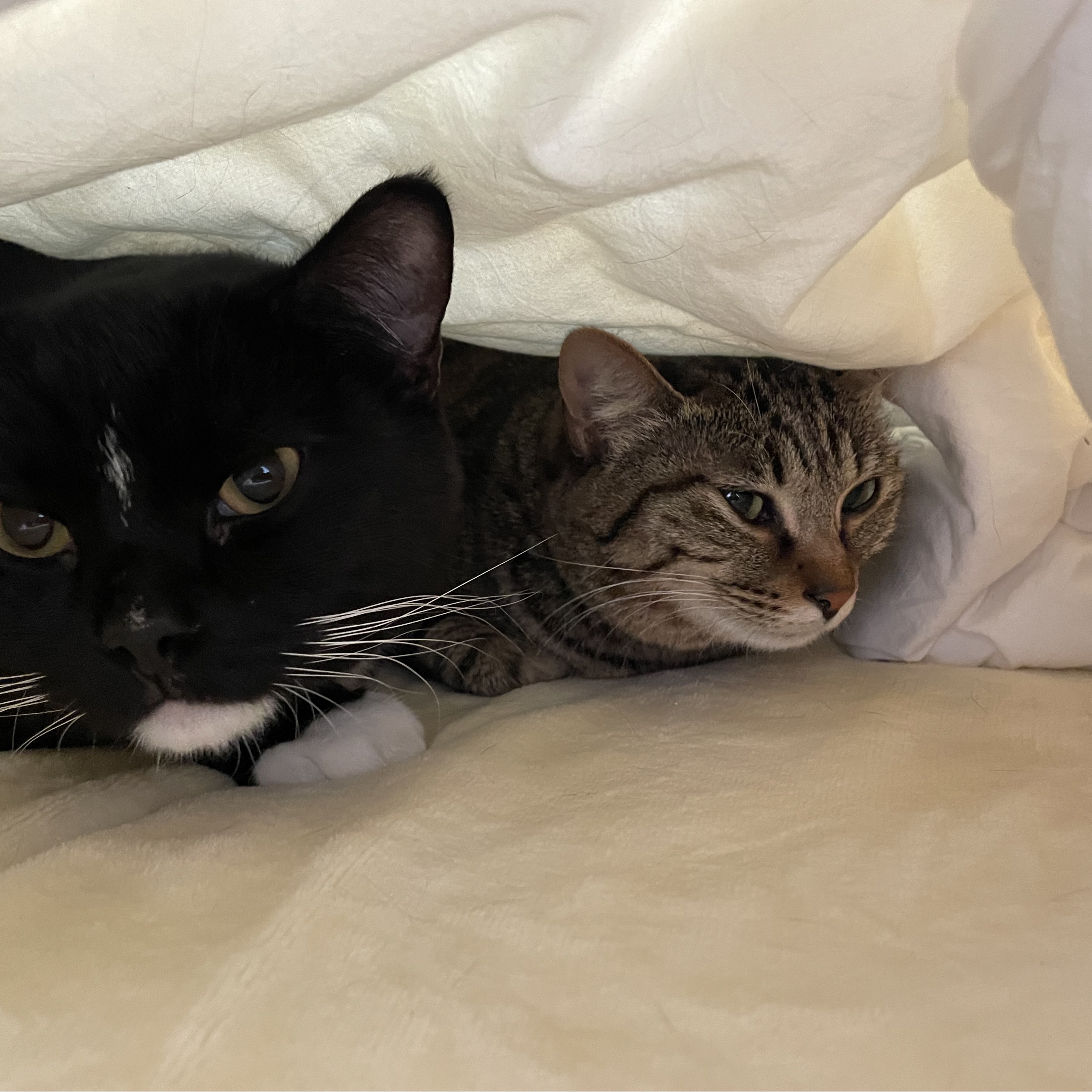 Vol.58 《随机漫步的傻瓜》：巴菲特不过是运气好？ - 满仓以后| 小宇宙- 听播客，上小宇宙