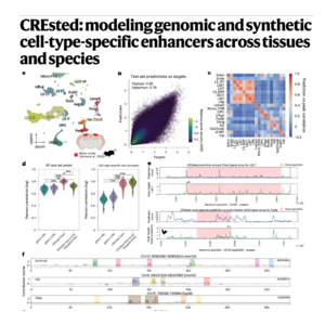 798-CREsted: Designing Cell-Type-Specific Enhancers