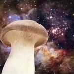 杏鲍菇的花语是宇宙