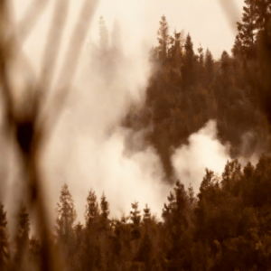 71.大爷荒山祭祖遇烧焦人骨，曲折寻尸源，两起案件的悲剧