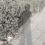 野狗的自由
