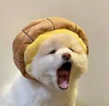 今天TL早起了吗