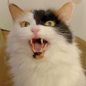 podcaster-avatar