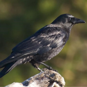 乌鸦记仇、家燕认人？鸟类竟是隐藏的“人脸识别大师”！