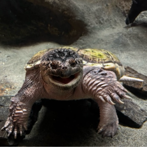 EP007 喜剧之王单口季Repo