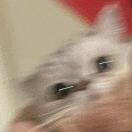 缪缪可爱