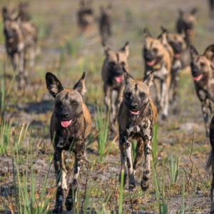 EP04 社畜逃离职场内卷的完美方式: 去非洲见证神奇动物