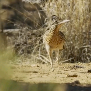 BBC Earth｜走鹃与时间的赛跑