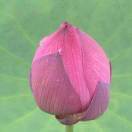 夏落_LIAE