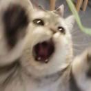 狗猫猫ww