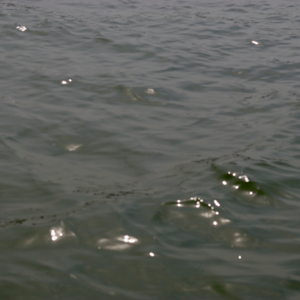 SP.03 准备了 SOP 的网约车司机