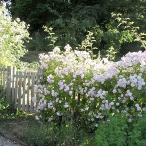 011. 新冠痊愈经验，告诉你阳了怎么办