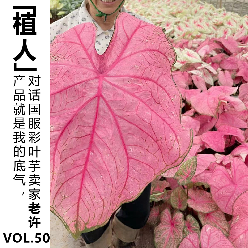 cover of episode Vol.50【植人】产品就是我的底气，对话国服彩叶芋卖家老许