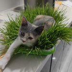 艾尔a