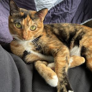 podcaster-avatar