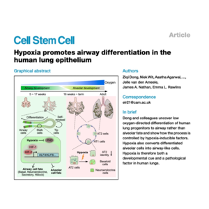 241-Hypoxia Directs Human Lung Airway Differentiation