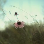 一瀑金银花