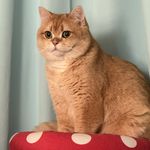 Mia快跑