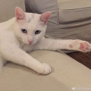 史蒂夫说53期 - 看不看伴侣手机的最科学答案